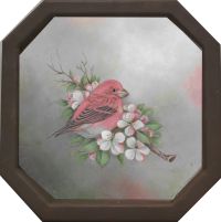 Purple Finch